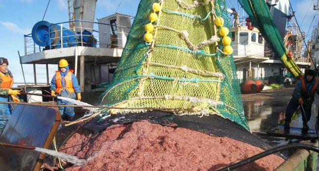 南极磷虾：9亿吨的“海上粮仓”，中国黑马会是最大受益者吗？