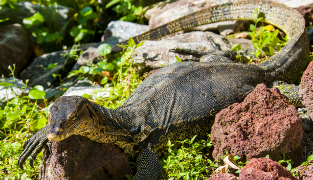 巨蜥 国宝巨蜥“五爪金龙”在云南现世，身为超级毒物，却被当美味屠杀