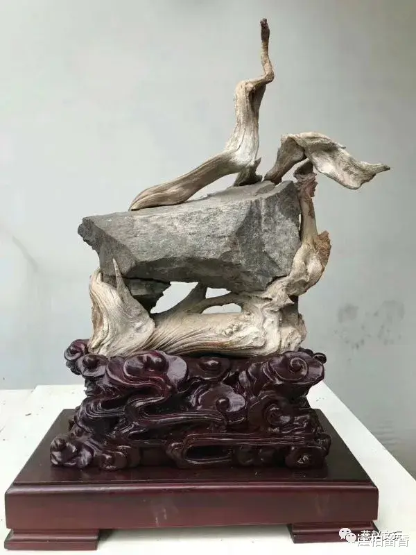 |为什么玩太行崖柏一定要谨慎呢？