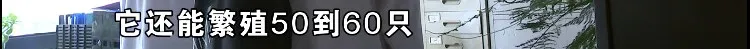 追尾 退租后发现蟑螂,5000元押金不退?
