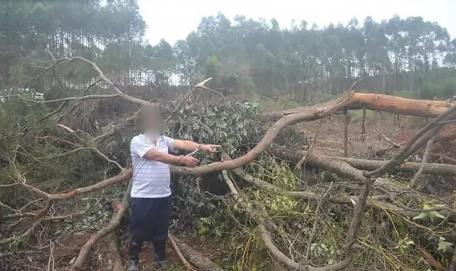 热点微评社 欲加之罪？男子采伐4棵“死树”被罚款起诉：建议量刑4年半！