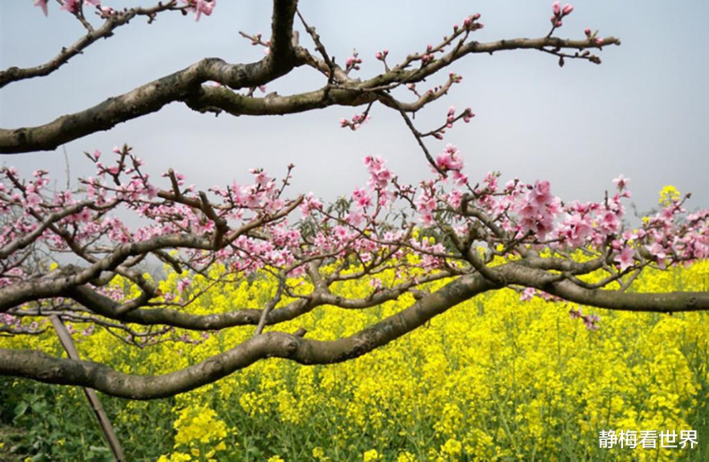 湖北 成都又一“春游地”火了，1700万株桃花绽放，日接待量上万人