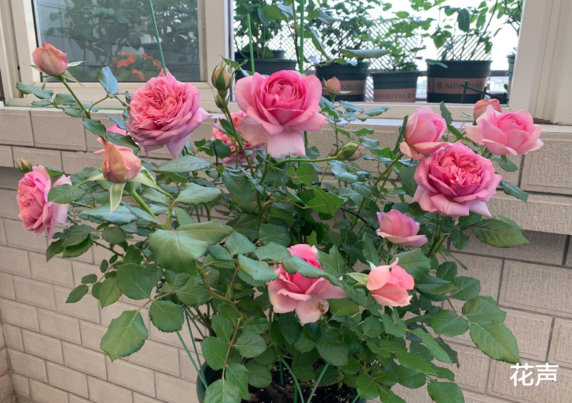 花声 月季花“庞巴度”—集赏花、闻香于一身，四季勤开，阳台党也能养