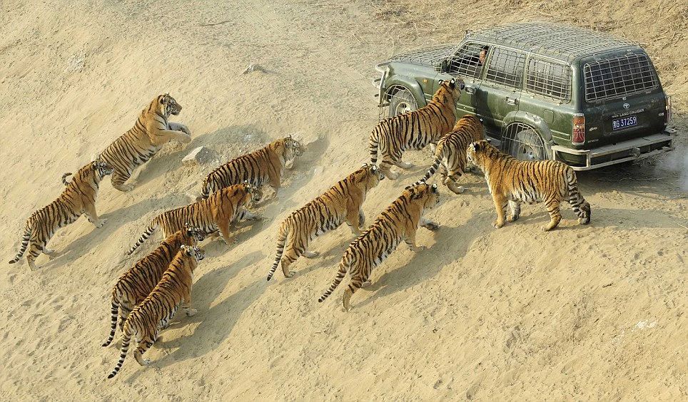 动物志 女子下班途中路遇东北虎，野外遇到老虎，我们该如何保命？