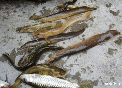 草鱼|钓鱼人口中的“四大害鱼”，钓鱼时最怕碰到了，其实味道都很鲜美