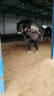 乔杉|“乔杉洗脚城被抓了，会像海波一样退出演艺圈吗？”哈哈哈...原来如此~