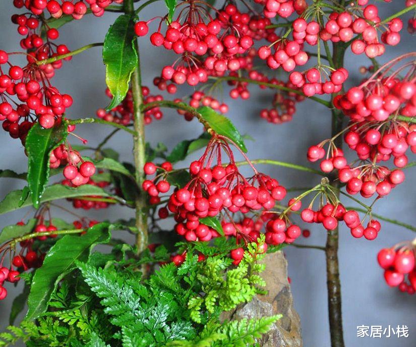 家居小栈 代表好寓意的“5种花”，观赏性也不低，客厅摆放很合适