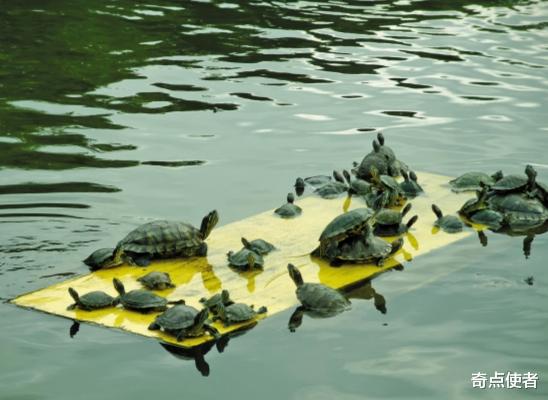 爱因斯坦 世界上最漂亮的昆虫，为何我国不让黄金鬼锹入关？来看看它多可怕