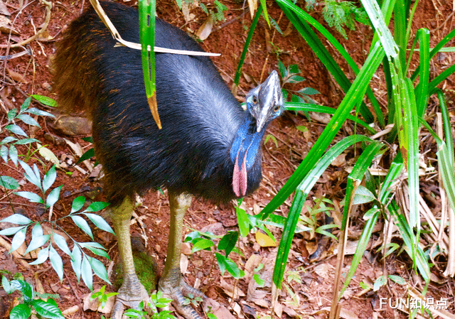 鹤鸵 头戴角质盔,脚带匕首爪,长得像恐龙的食火鸡是种什么鸟?