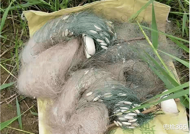 非法捕鱼|难怪钓鱼屡被质疑，原来有人背地里干这事，钓鱼爱好者看了都气愤