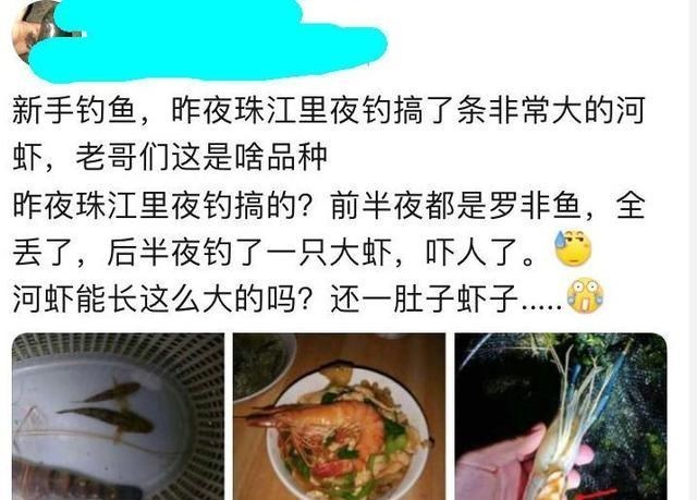 珠江|大虾入侵珠江，有人钓起一只发现满腹虾卵，这是要开始繁殖？