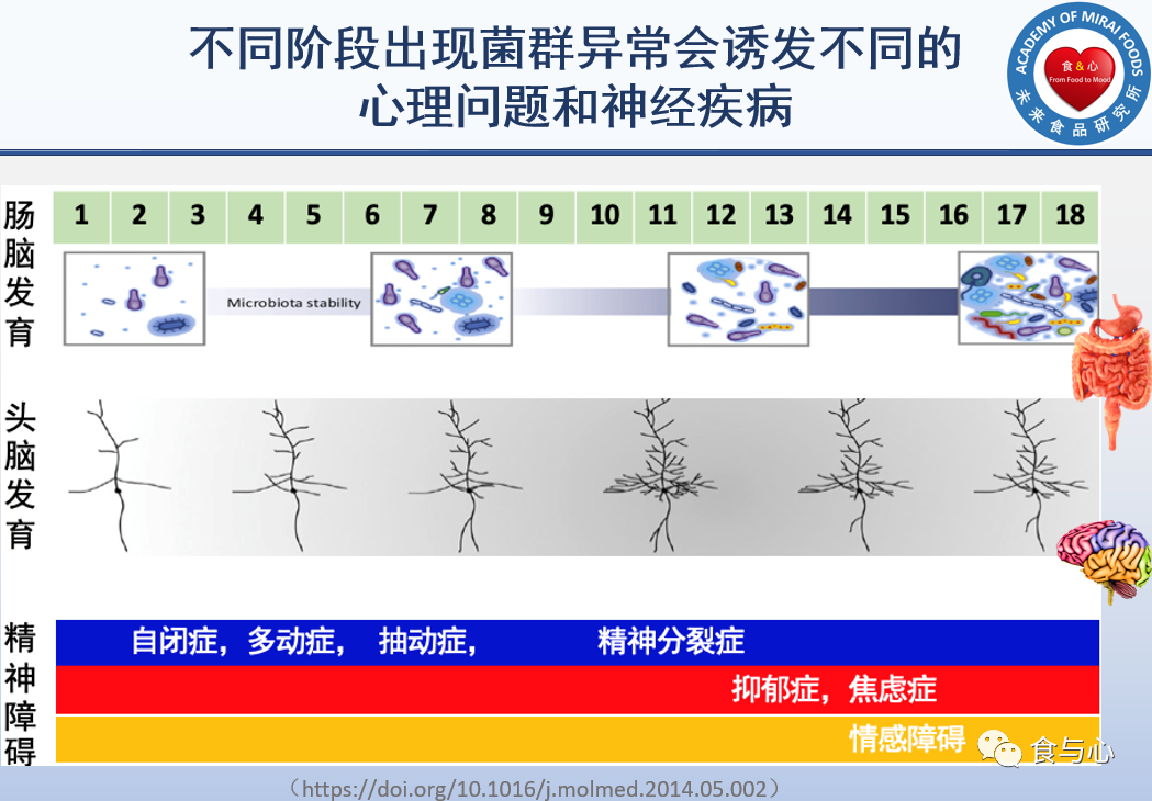 《cell》最新研究揭示肠道细菌如何影响大脑发育
