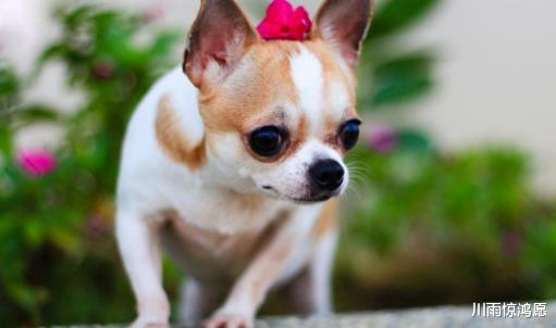 生肖|4大生肖下半年有优势，五月迎好运，六月焕生机，年底抱金砖