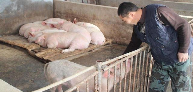 梵恩诗伊宁哥|国家出台“环保税法”，监管养殖环保问题，有5件事农民别再做了