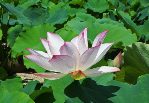 星临天下|进入7月份，鸿运当头，4属相桃花朵朵，生活顺心如意