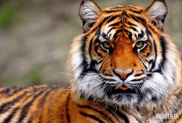 生肖|一家人有哪些生肖，8月会财库满满，钱包鼓鼓，职场贵人易帮扶