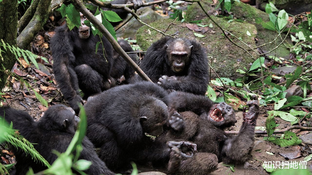 黑猩猩 继吃人、吃猴之后，黑猩猩首次吃大猩猩，科学家：与全球变暖有关