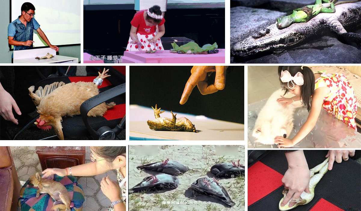 老虎 捏住猫的后颈皮,它就会变乖,这招对老虎有效吗?