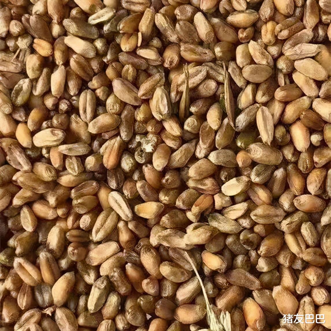 生猪价格 猪价大跌44.8%，玉米行情震荡，早收小麦上市，价“亮眼”！