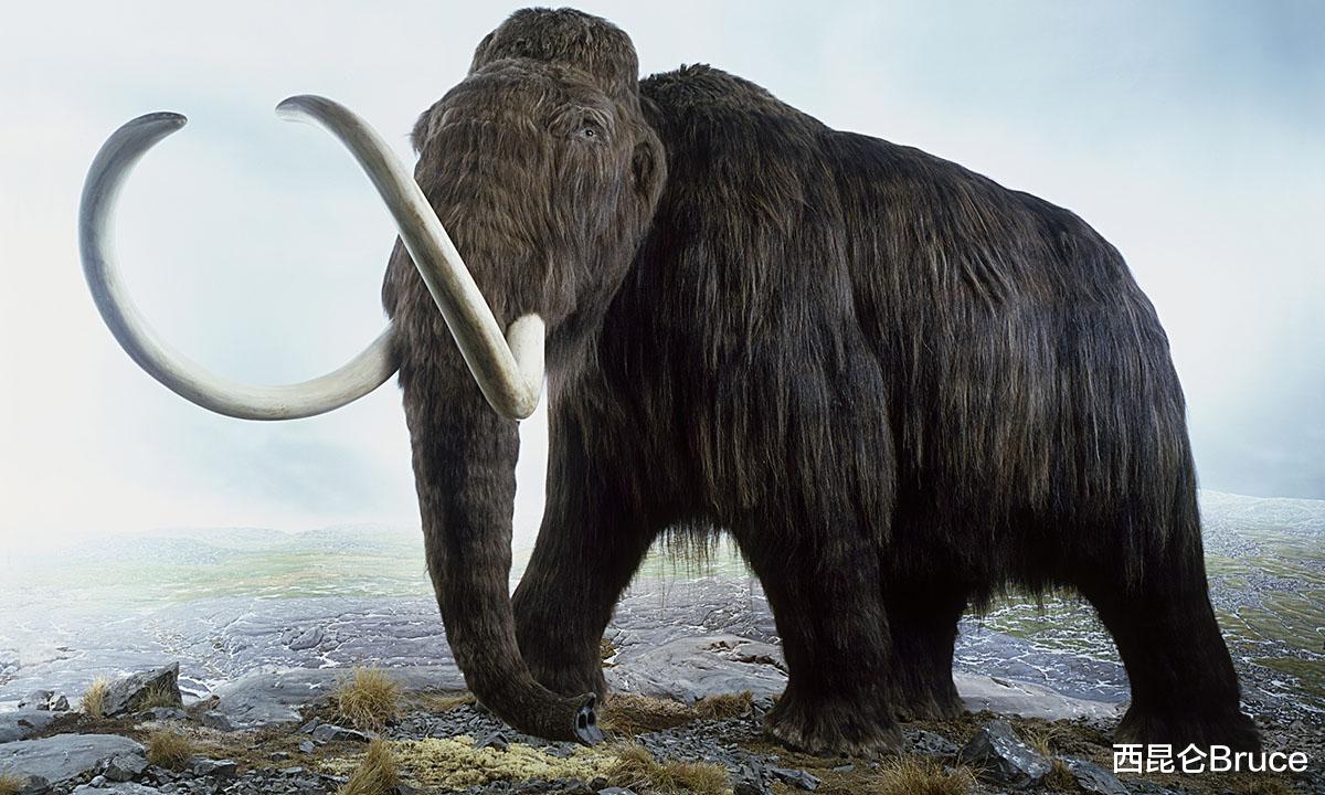 猛犸象 猛犸象有望在4-6年内复活？哈佛教授：保证其能在-40℃环境下生活