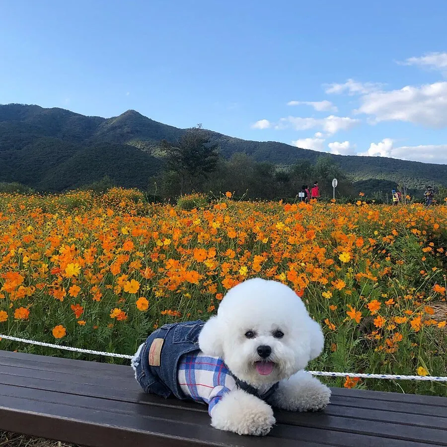 InsDaily 韩国快乐小奶狗爆红网络!看完心都快萌化了!