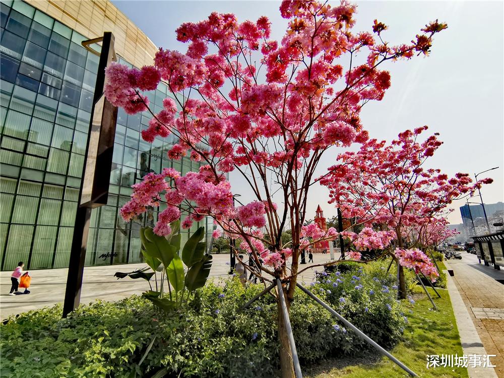 深圳城事汇 龙华东环二路风光：紫花风铃木开了，花真美，路人纷纷驻足拍照