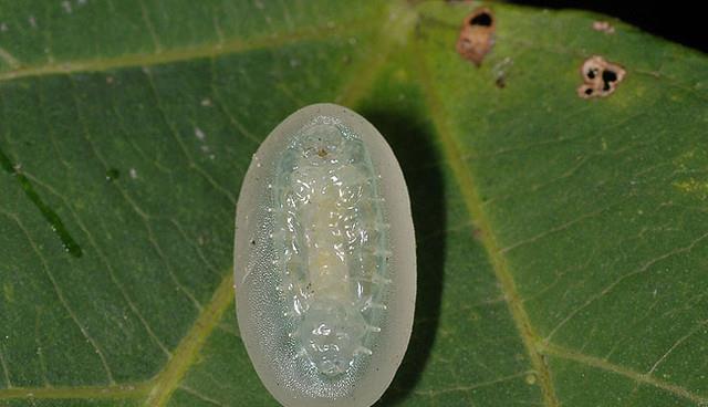 昆虫 洋辣子到底是一种怎样的昆虫？它为何成为了许多人的童年阴影？