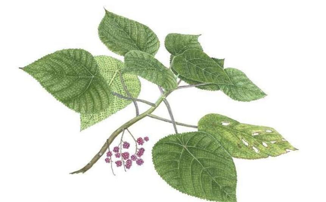 英国|世界最痛植物：有人用它擦屁股后开枪自杀，英国想用它造生化武器
