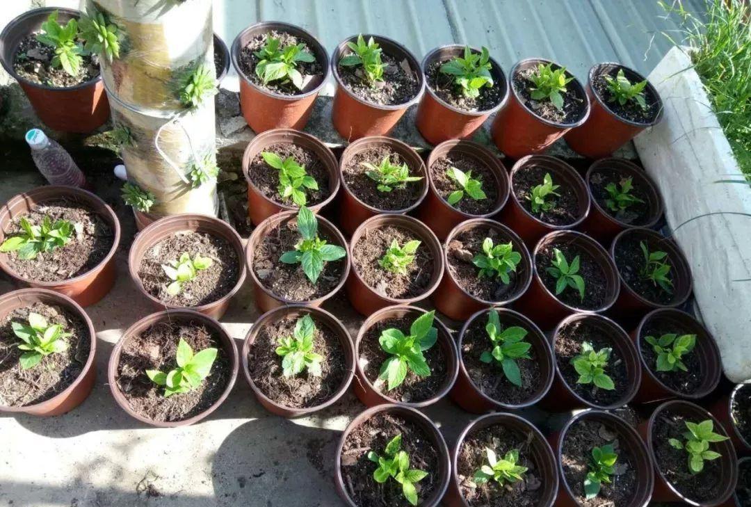 向阳园艺|扦插讲究天时地利，扦插月季，绣球满足2点，成活率提高50%