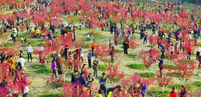 淮南 春节期间淮南最火的景点,不是寿县和八公山,而是昙花一现的梅园