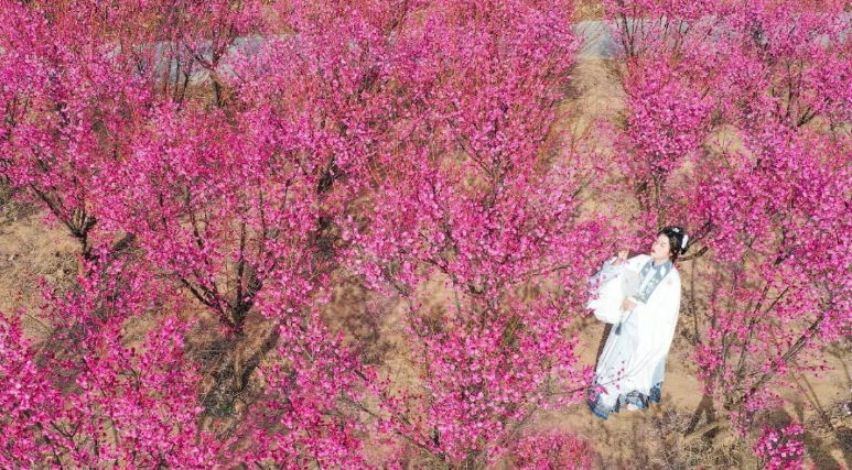 烈山文化旅游体育局 梅开正当时,南湖暗香来!