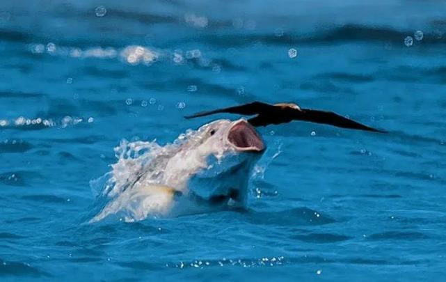 鲨鱼 24个冷知识：连生物老师都不知道，看完后颠覆认知的有趣知识