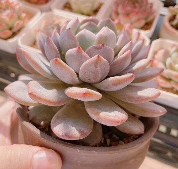 向阳园艺|即将立秋，多肉植物迎来生长季节，满足2点，好状态养出来