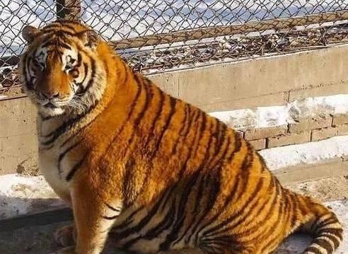 生肖|11号至月底,3生肖贵人运旺,大红大紫,不是升官就是发大财