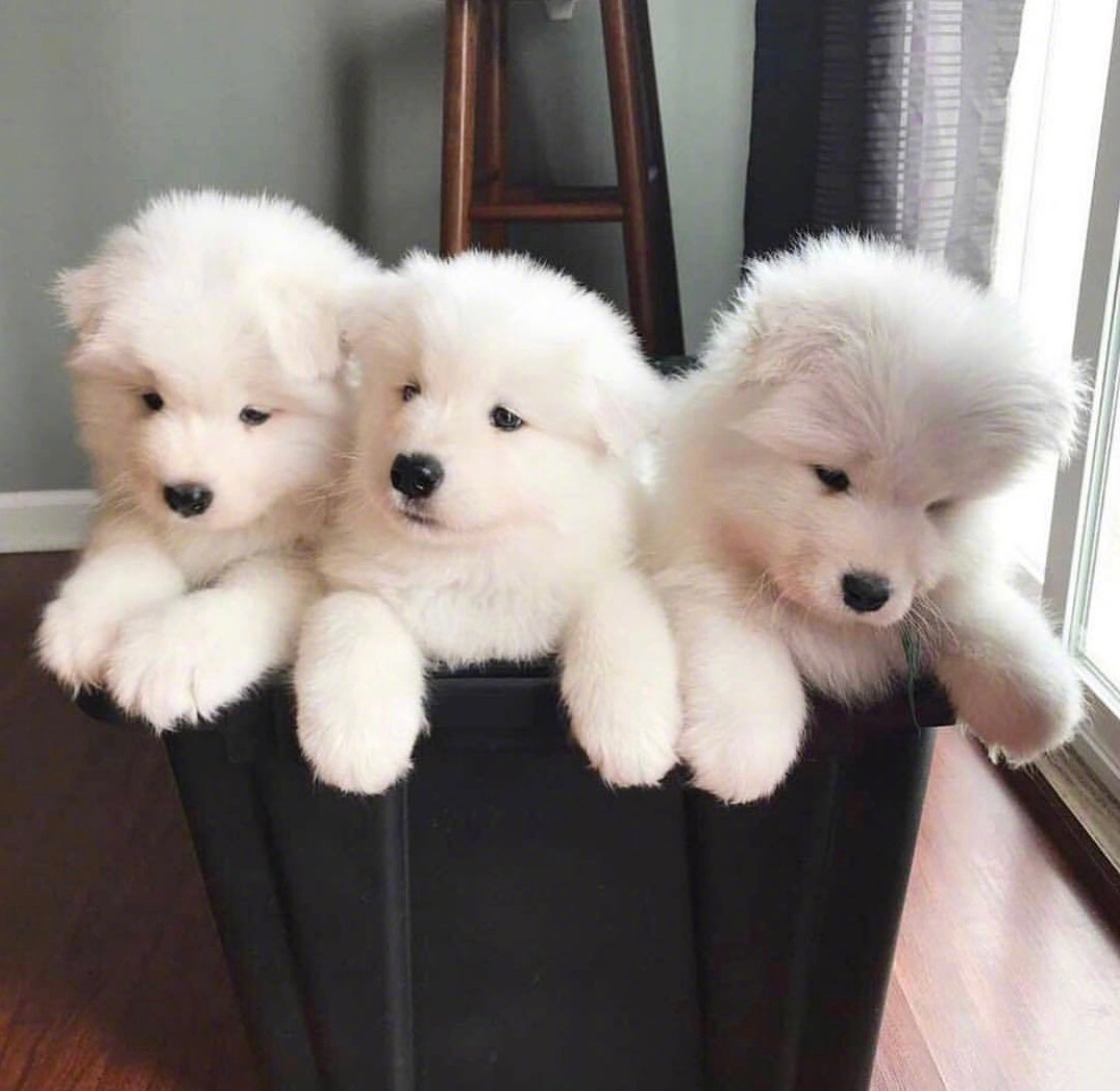 桉月|表情包:一窝小可爱太萌了