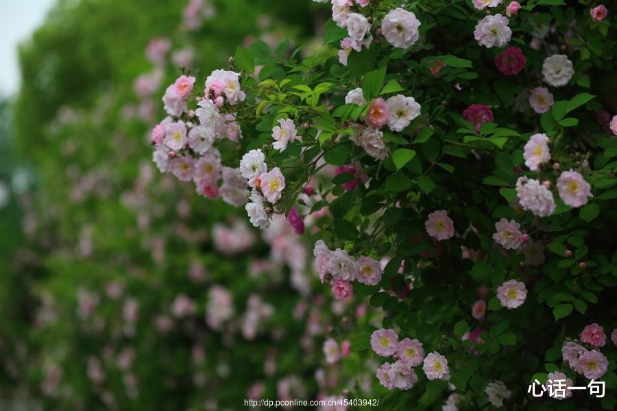 心话一句 这个世间上最美的情话，应该是：早安和晚安