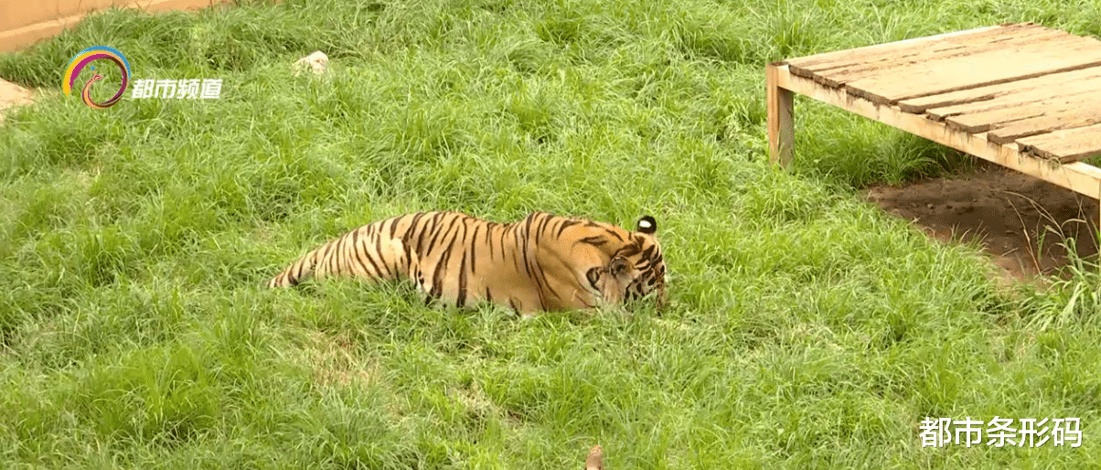 贴秋膘 立秋后 动物们加紧贴秋膘