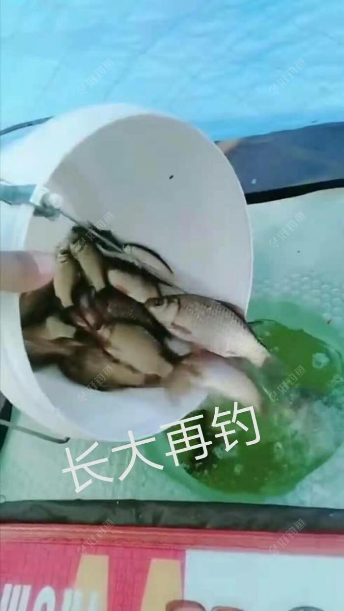 |日常垂钓蹭钓小塘坝