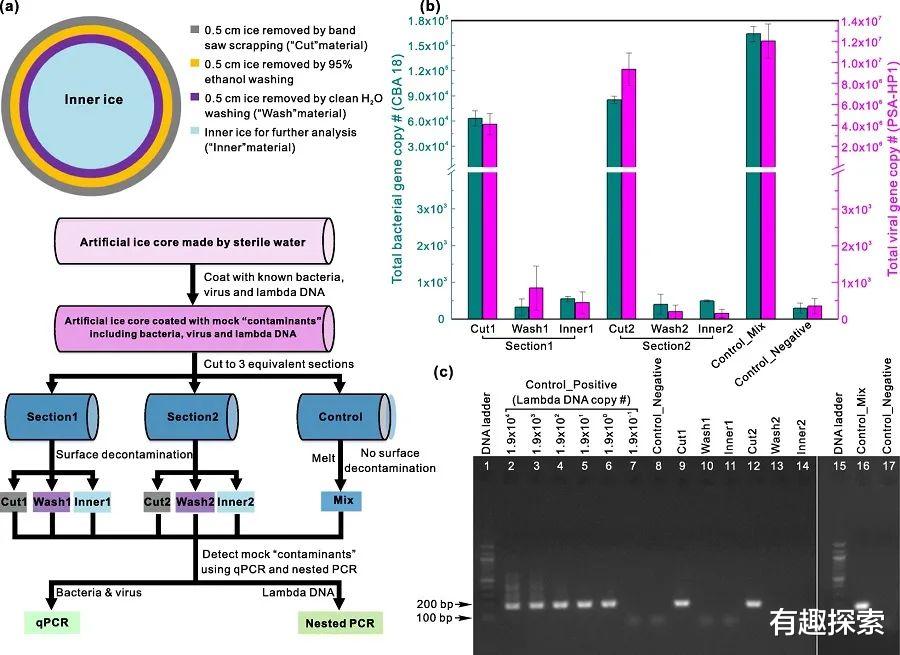 冰封 在冰川中活了15000年，青藏高原发现古老病毒，其中28种从未见过