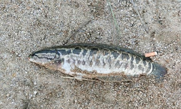 宓孤林|东莞小伙河边钓鱼,河面忽然游来一大群黑鱼,网友:赶紧捞啊!