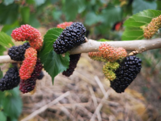 挚爱宝宝一生|闲时喝点桑葚酒，5个好处容易找上你，喝过的人都懂！