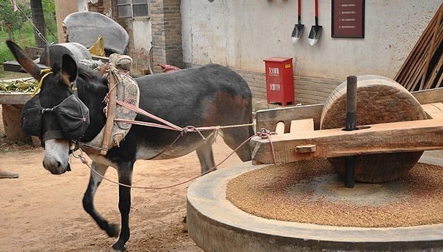  毛驴“拉磨”为啥要蒙上眼睛？拉磨为什么一般用驴，而不用牛或马