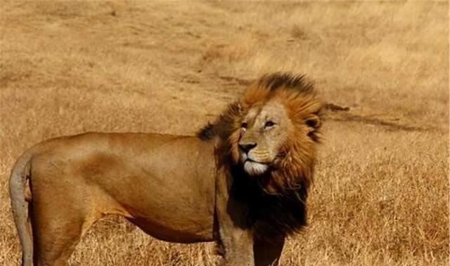 狮子 动物如何交配？流浪长大的“雄狮”，是否会选择近亲交配