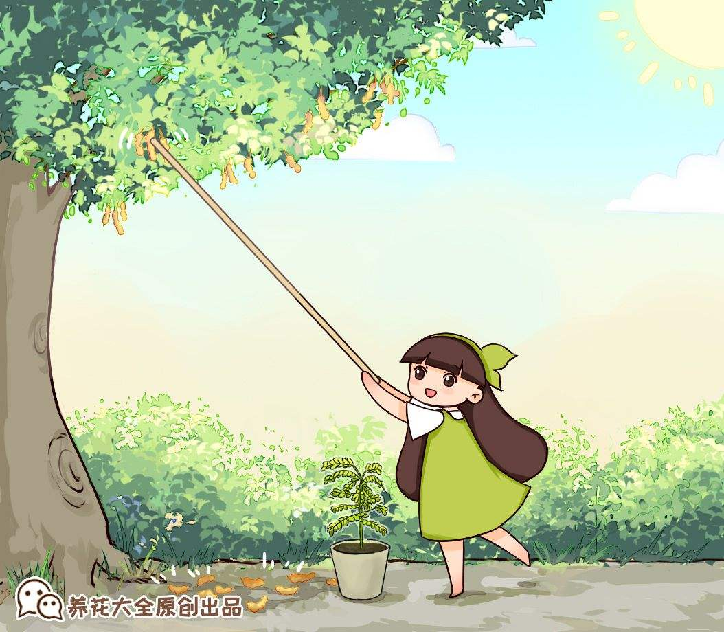 红豆杉|路边的野花别乱采,要是采到“国二”,可能会惹到麻烦