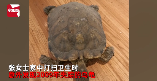 奇闻怪谈:乌龟藏尸床下12年未被发现