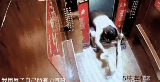 猪肉 母亲喝药轻生，妻子肋骨被打折，儿子跪地求饶：“情歌王子”的真面目曝光，我们都被骗了