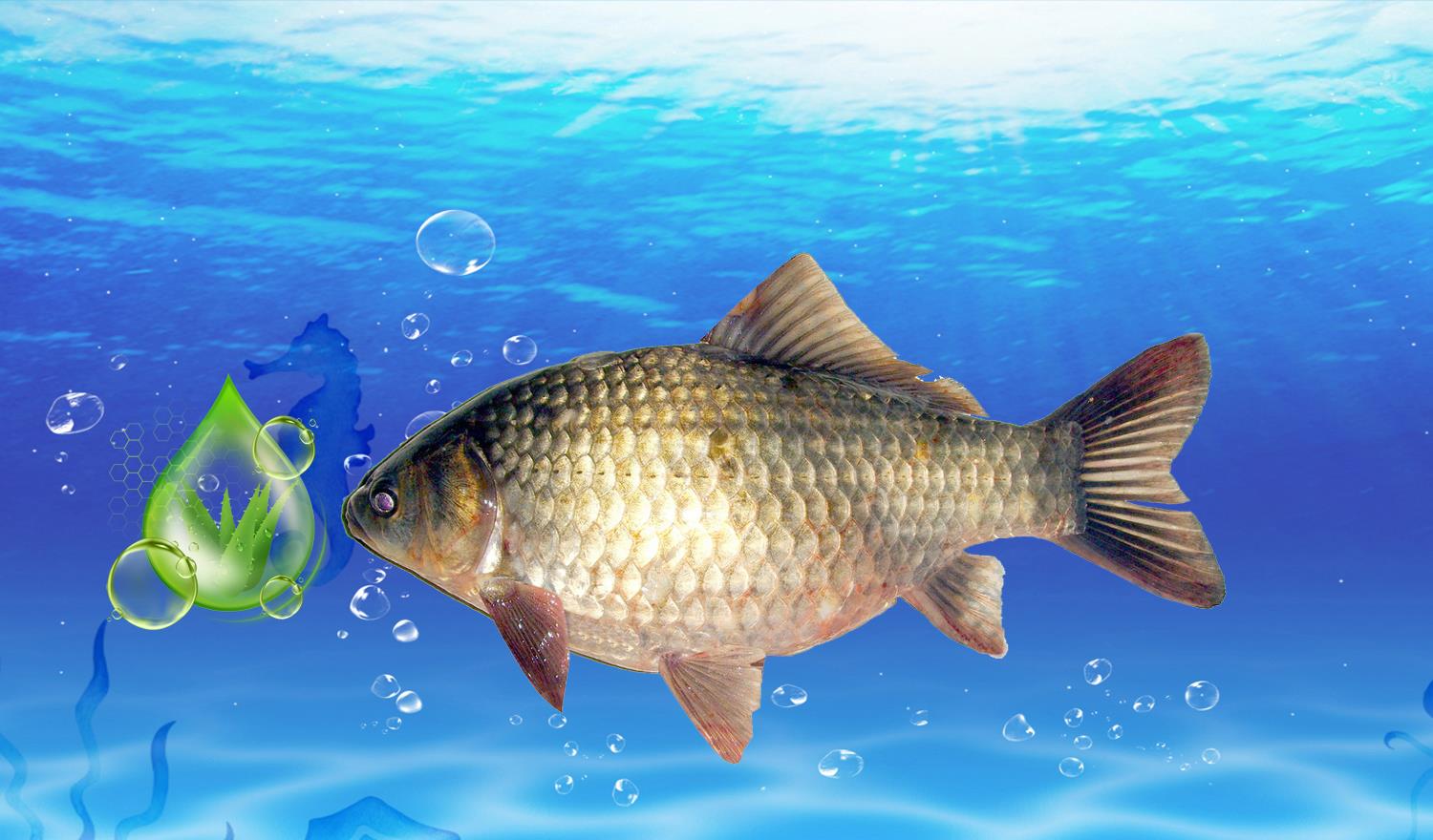 |鱼饵中为什么要加果酸？鱼饵中加果酸有什么作用？钓鱼果酸的作用