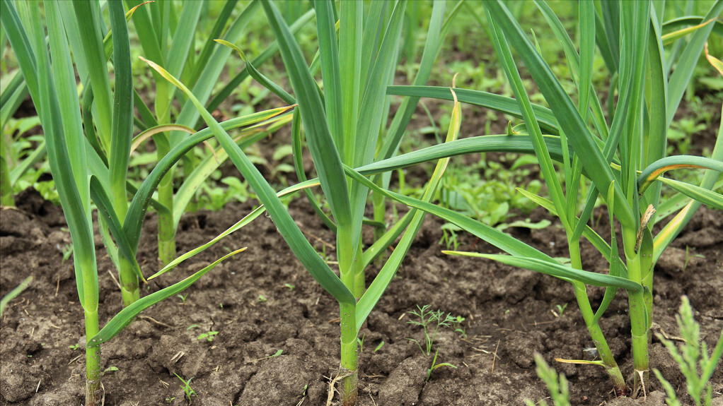 静东堂 妇科炎症的“克星”找到了，敞开吃，赶走炎症，子宫变健康