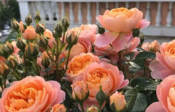 判达说事 下周，桃花朵朵，旧情不散，心软原谅，相拥而泣，余生不再孤单