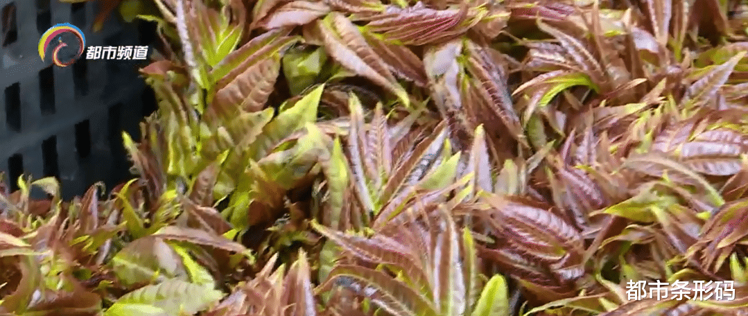 都市条形码 香椿即将下市   价格亲民